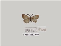 藏品(灰斑蛾)的圖片